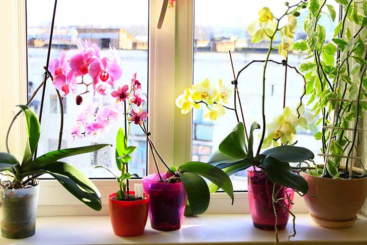 Orchidée : comment avoir une belle floraison et conserver la plante en bonne santé ? 4 orchidées lumiere jour