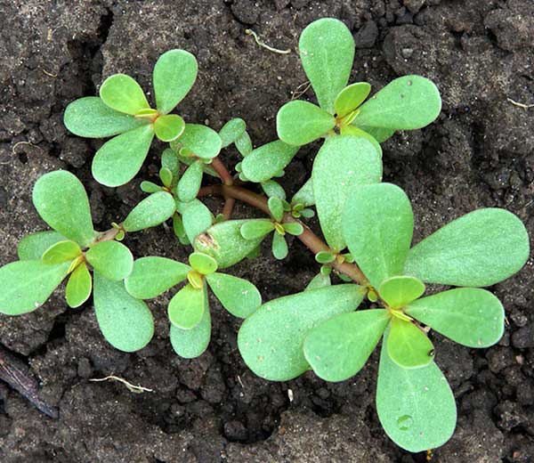 Le pourpier dans votre jardin: 8 raisons pour ne pas la tuer!