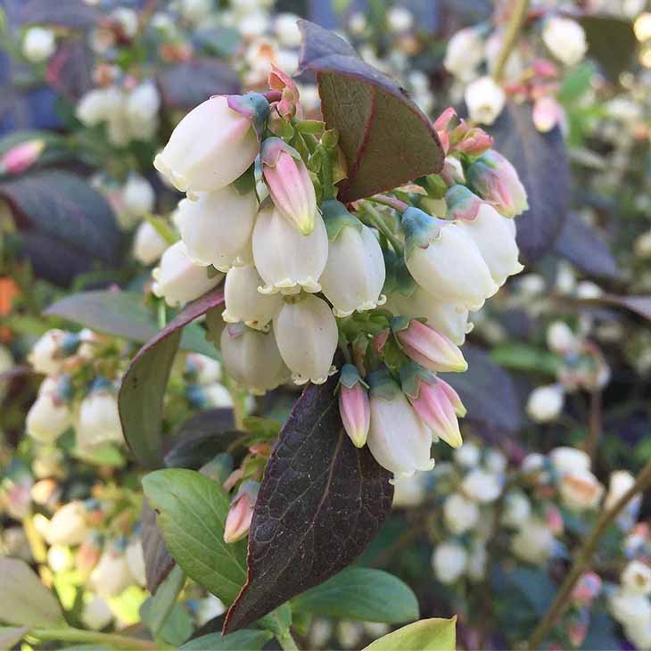 grappes clochettes blanches