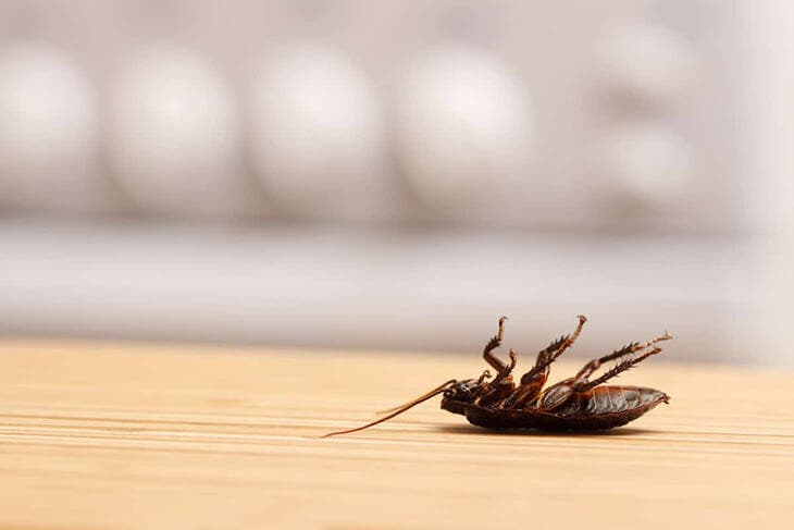Lutter contre les cafards