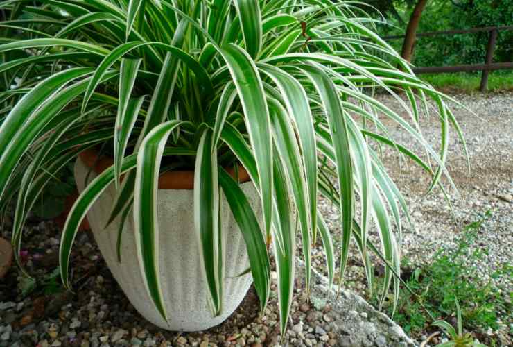 Phalange de plantation