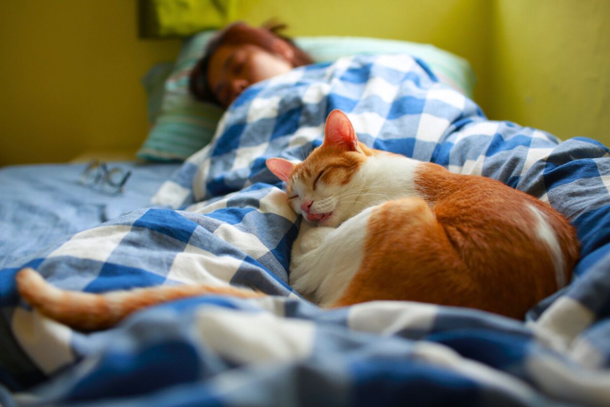 Katt ser intenst på